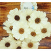 Artificial Sunflower Heads | Set of 4 Pcs | White